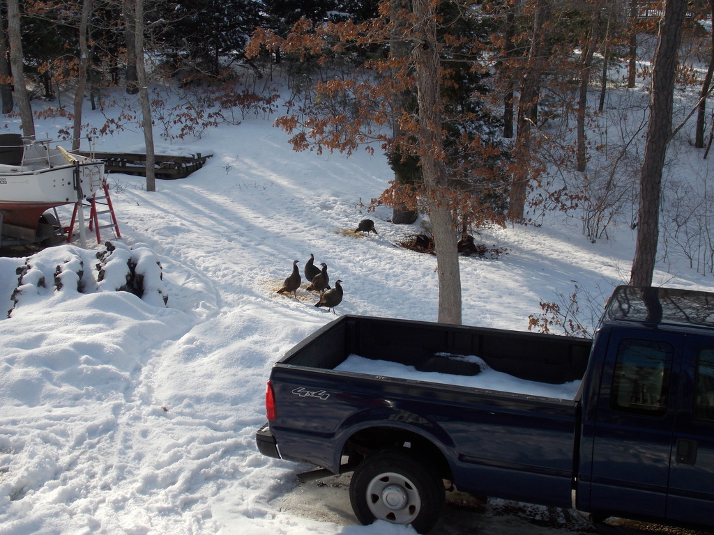 No description provided for: /2015/01-03/0302-turkeys/photo14.html