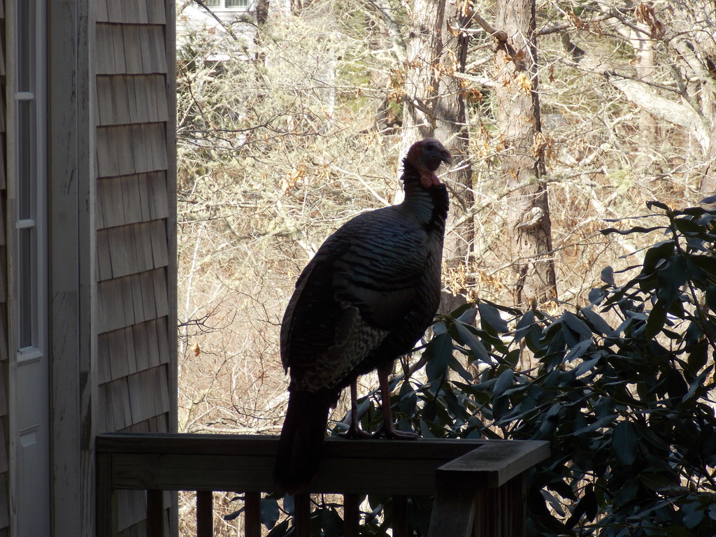 No description provided for: /2015/04-06/0412-turkeys/photo01.html