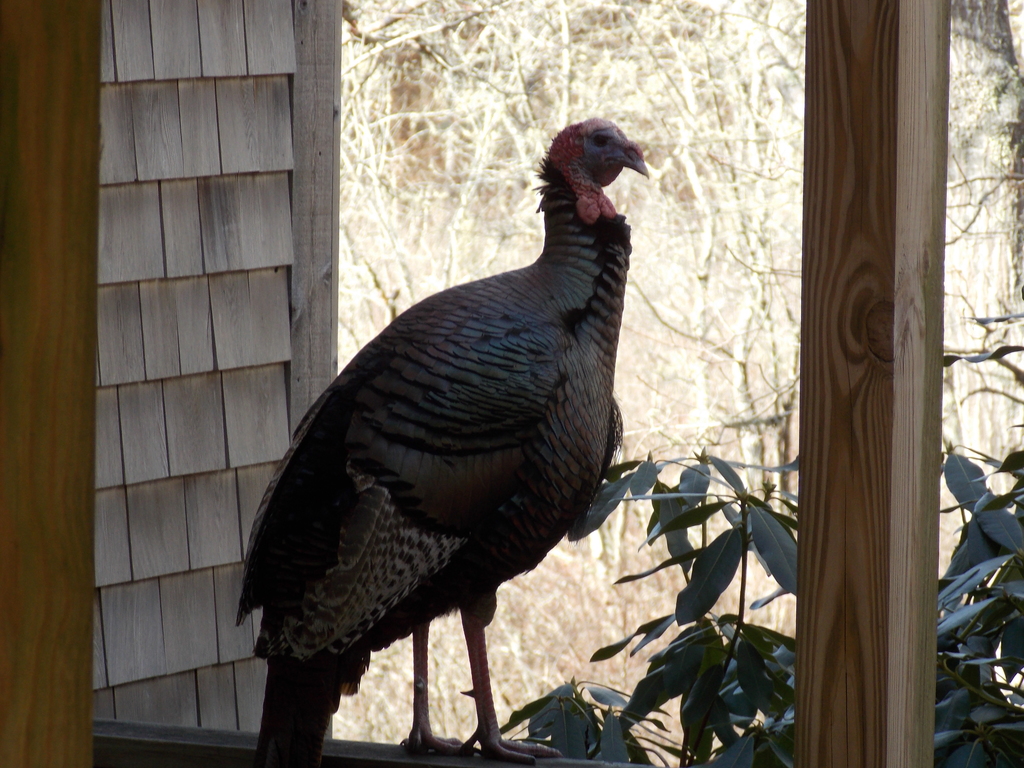 No description provided for: /2015/04-06/0412-turkeys/photo02.html