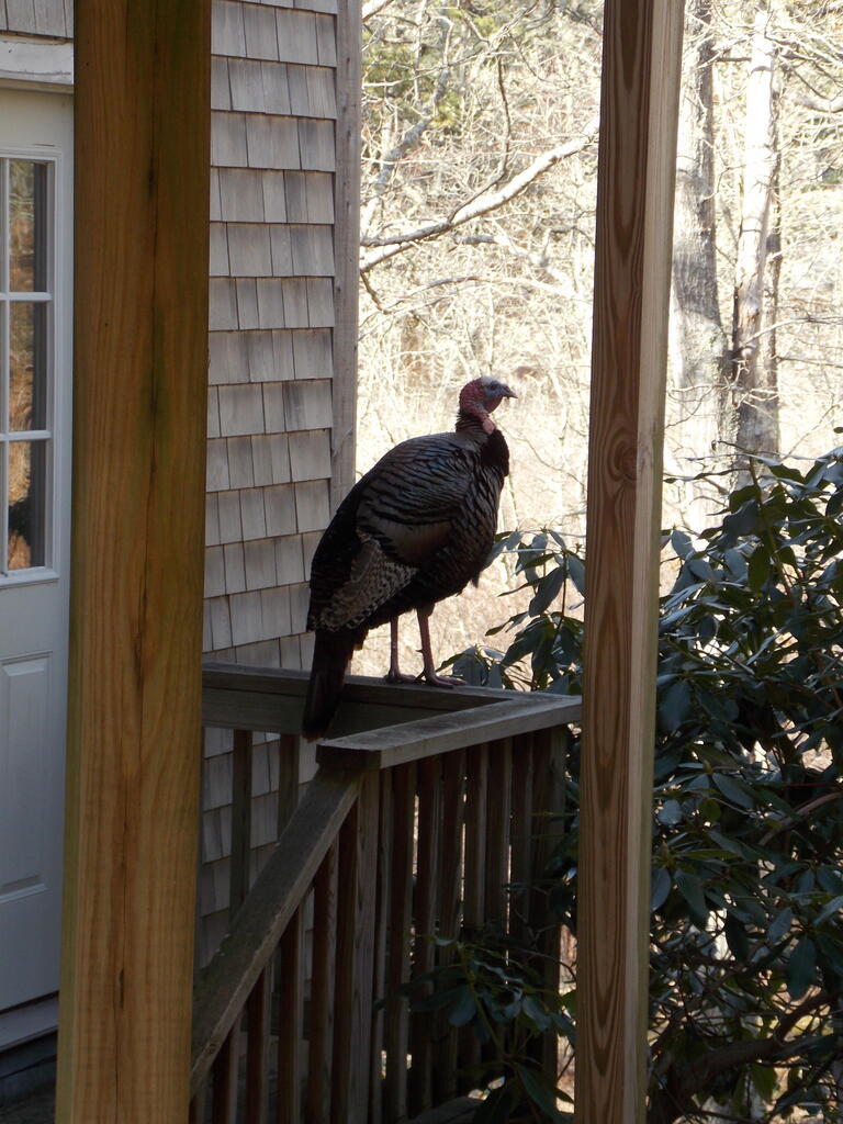No description provided for: /2015/04-06/0412-turkeys/photo03.html