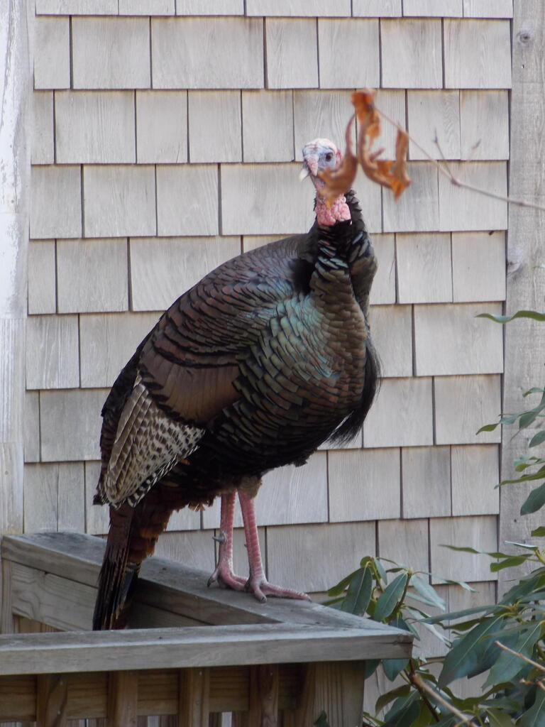 No description provided for: /2015/04-06/0412-turkeys/photo04.html