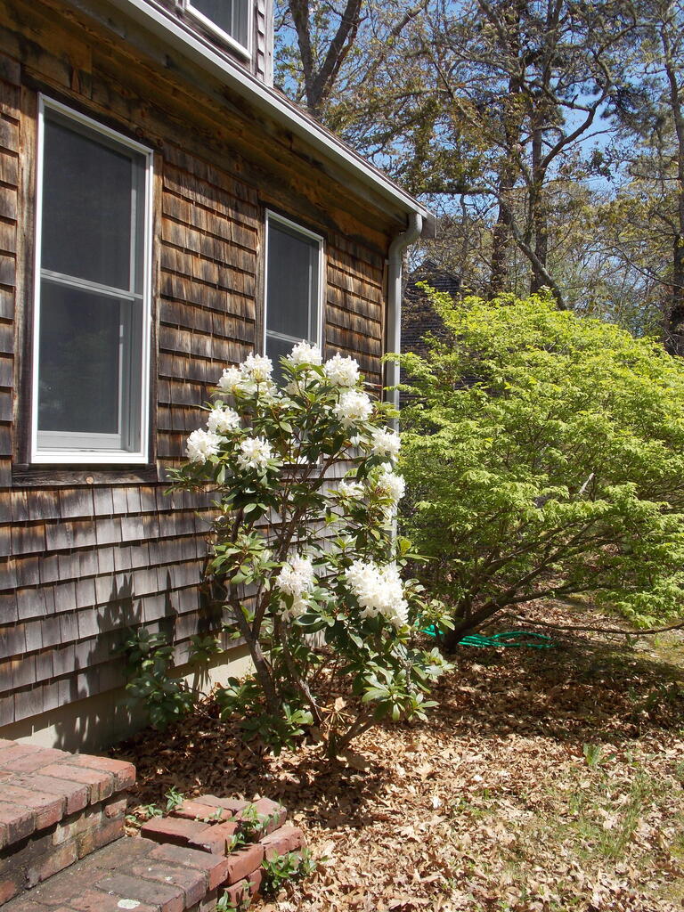 No description provided for: /2015/04-06/0516-rhodies/photo01.html