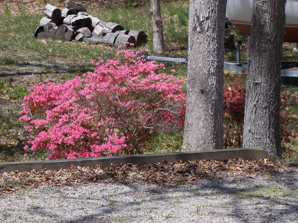 No description provided for: /2015/04-06/0516-rhodies/photo03.html