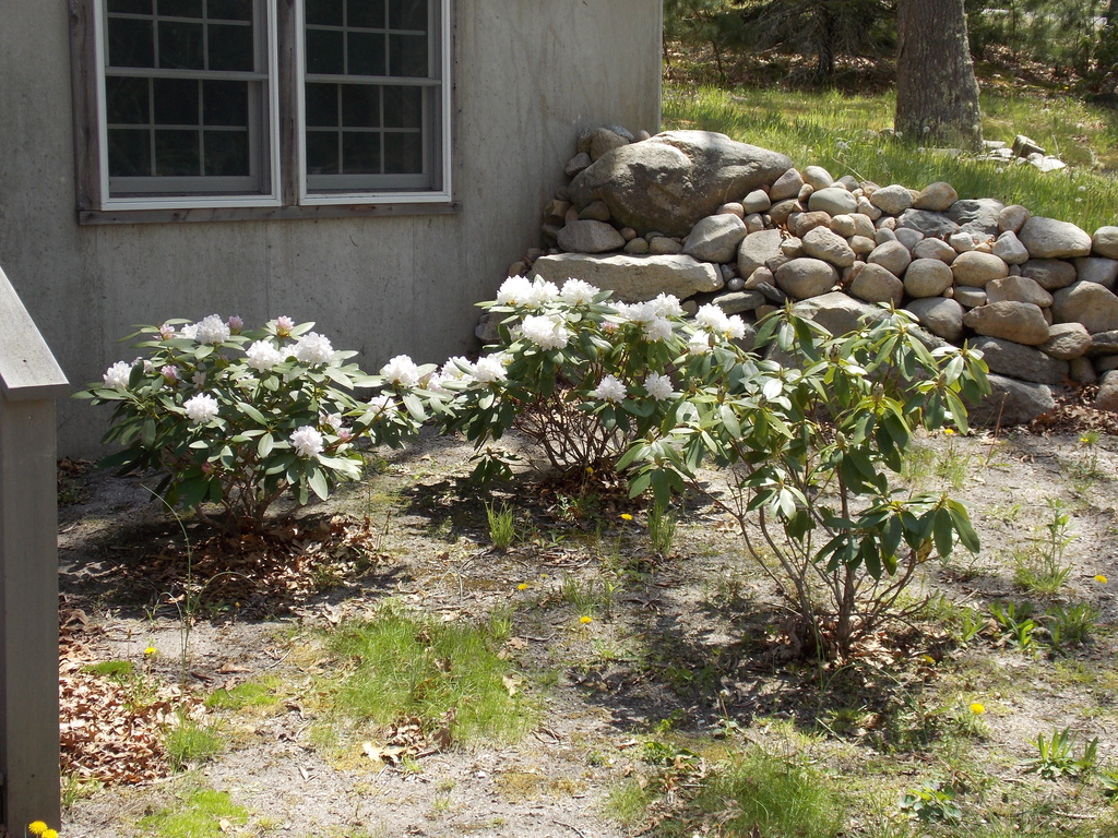 No description provided for: /2015/04-06/0516-rhodies/photo04.html