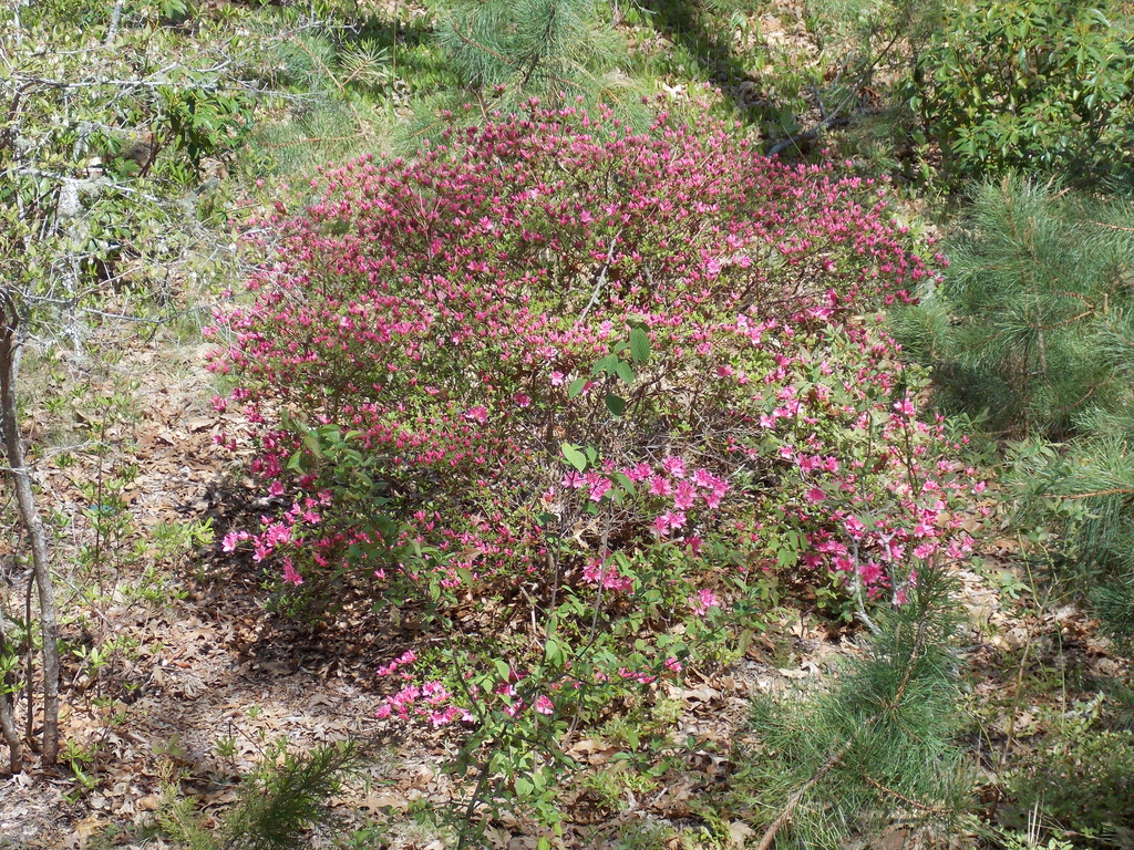 No description provided for: /2015/04-06/0516-rhodies/photo06.html
