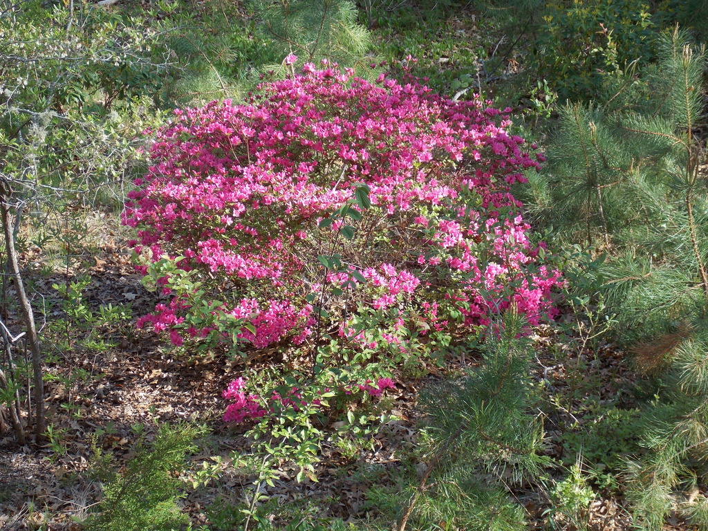 No description provided for: /2015/04-06/0518-rhodies/photo01.html