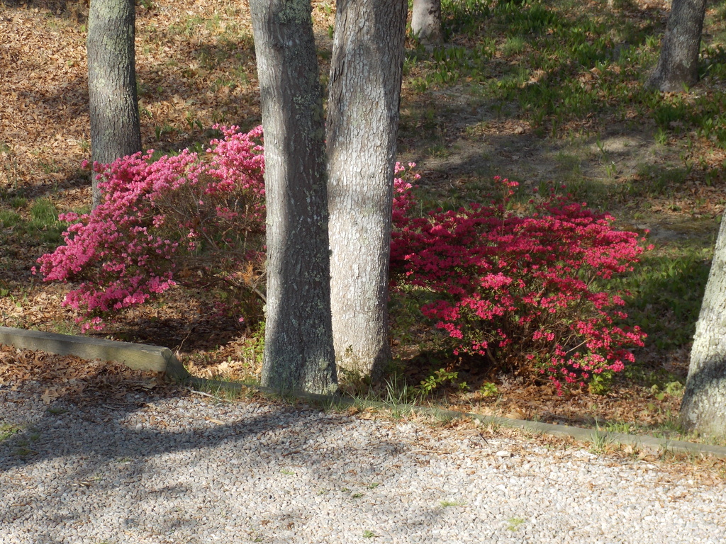 No description provided for: /2015/04-06/0518-rhodies/photo02.html
