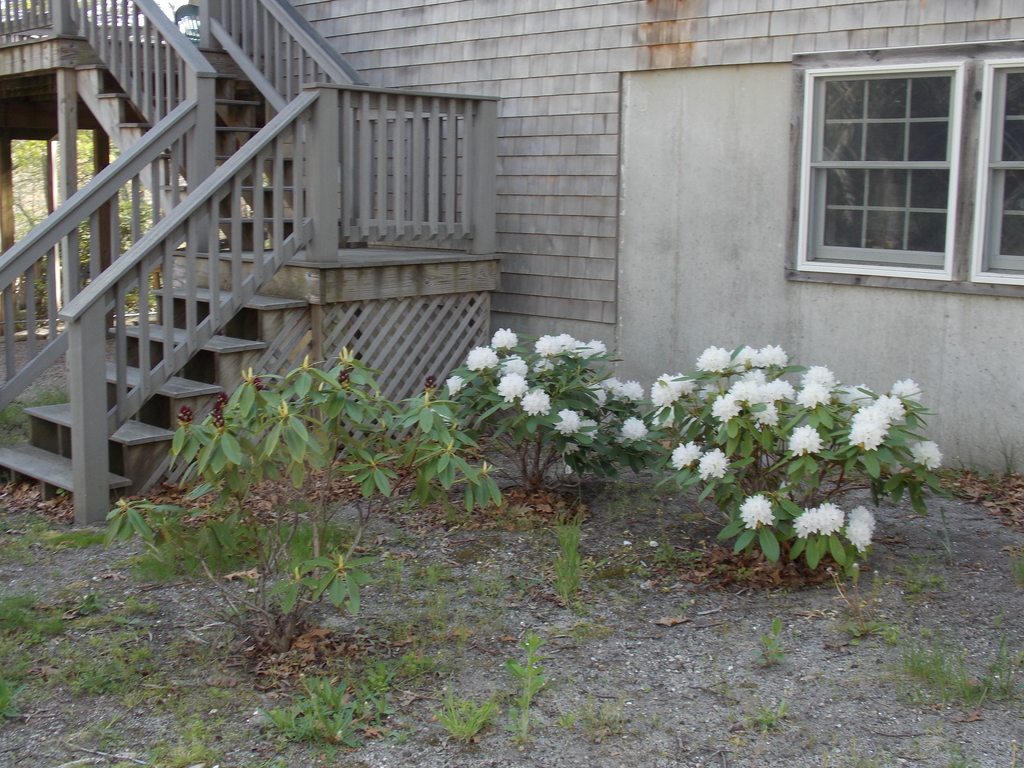 No description provided for: /2015/04-06/0518-rhodies/photo04.html