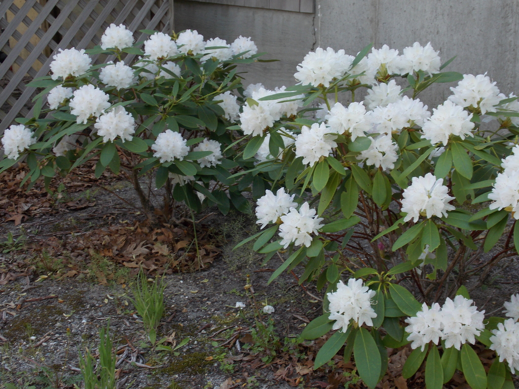 No description provided for: /2015/04-06/0518-rhodies/photo05.html