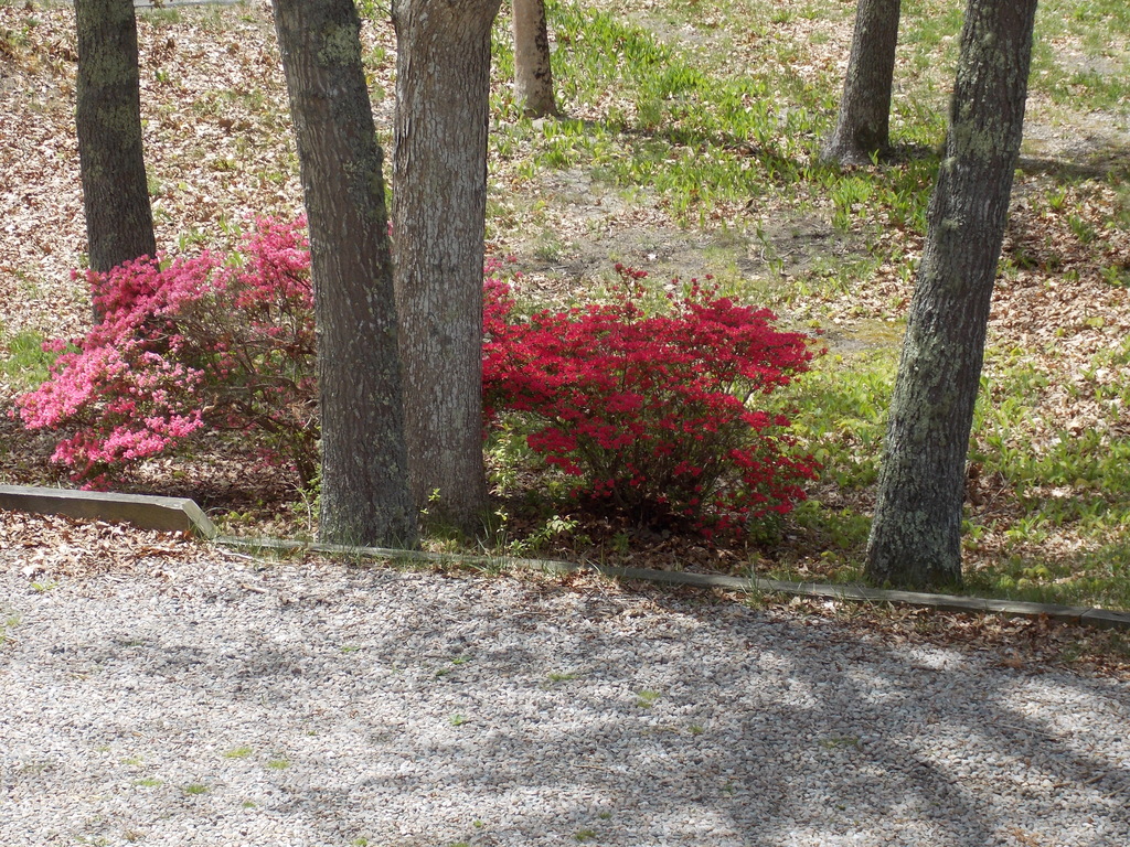 No description provided for: /2015/04-06/0520-rhodies/photo02.html