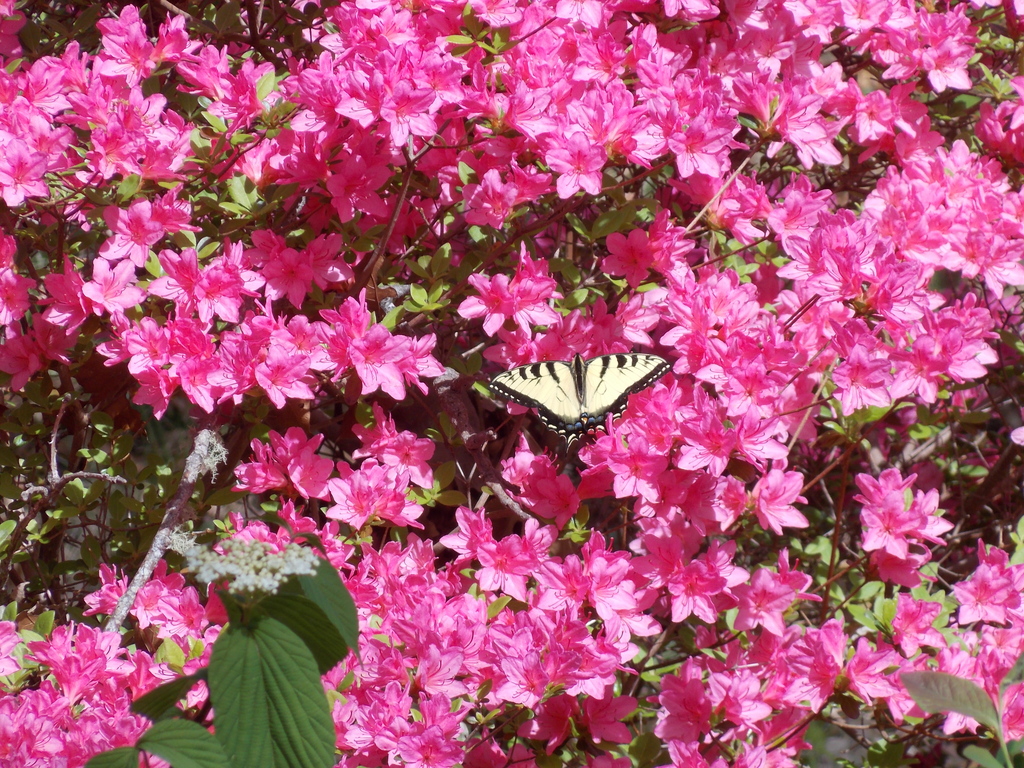 No description provided for: /2015/04-06/0521-rhodies/photo02.html
