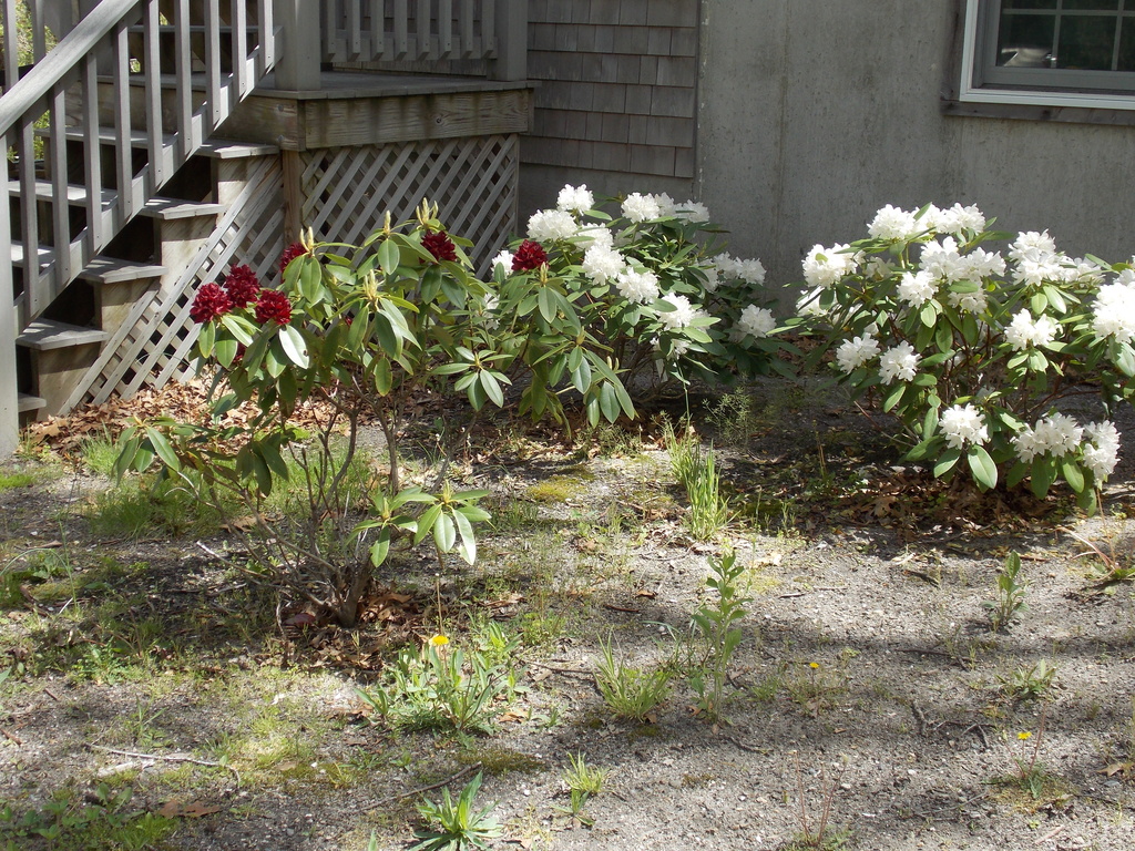 No description provided for: /2015/04-06/0521-rhodies/photo05.html