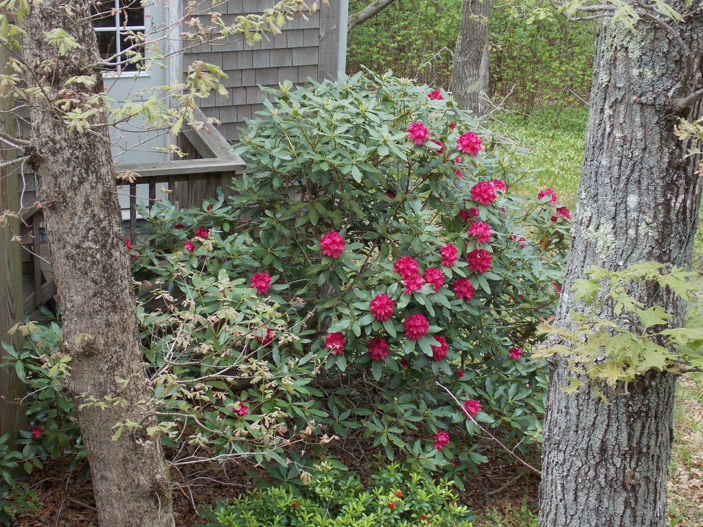 No description provided for: /2015/04-06/0525-rhodies/photo02.html