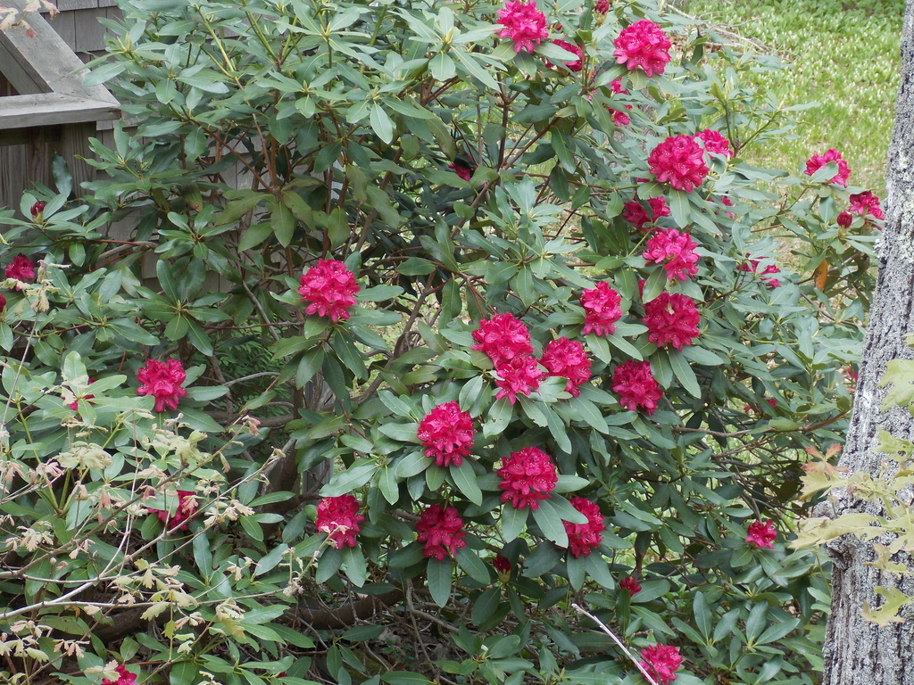 No description provided for: /2015/04-06/0525-rhodies/photo03.html