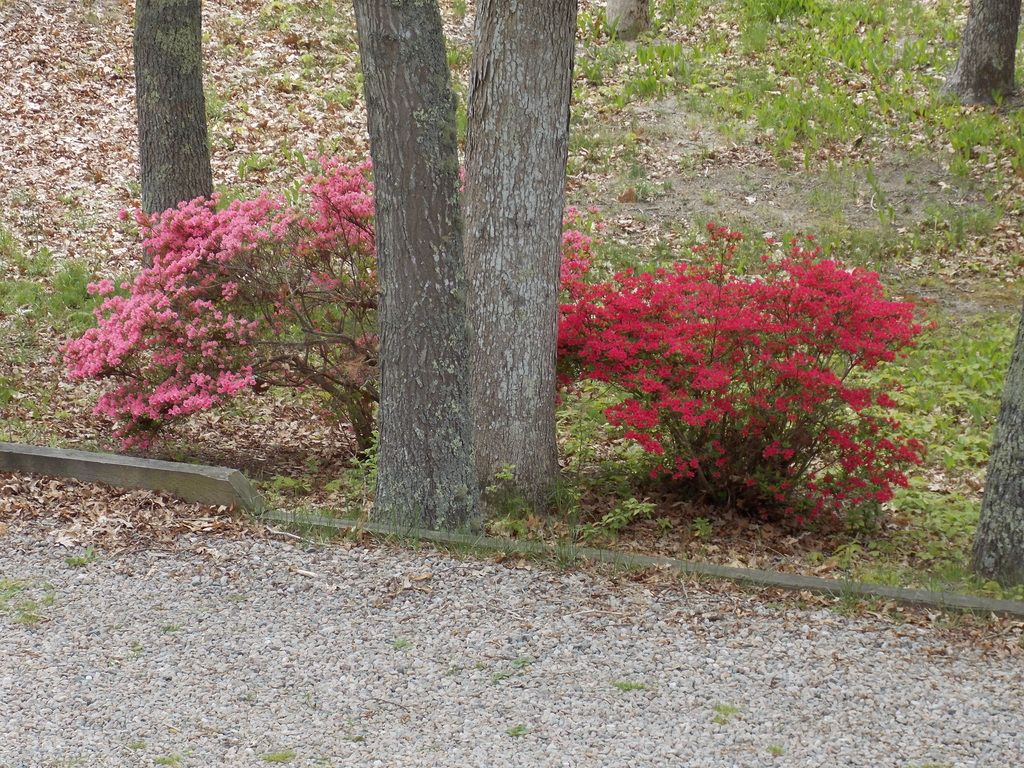 No description provided for: /2015/04-06/0525-rhodies/photo04.html