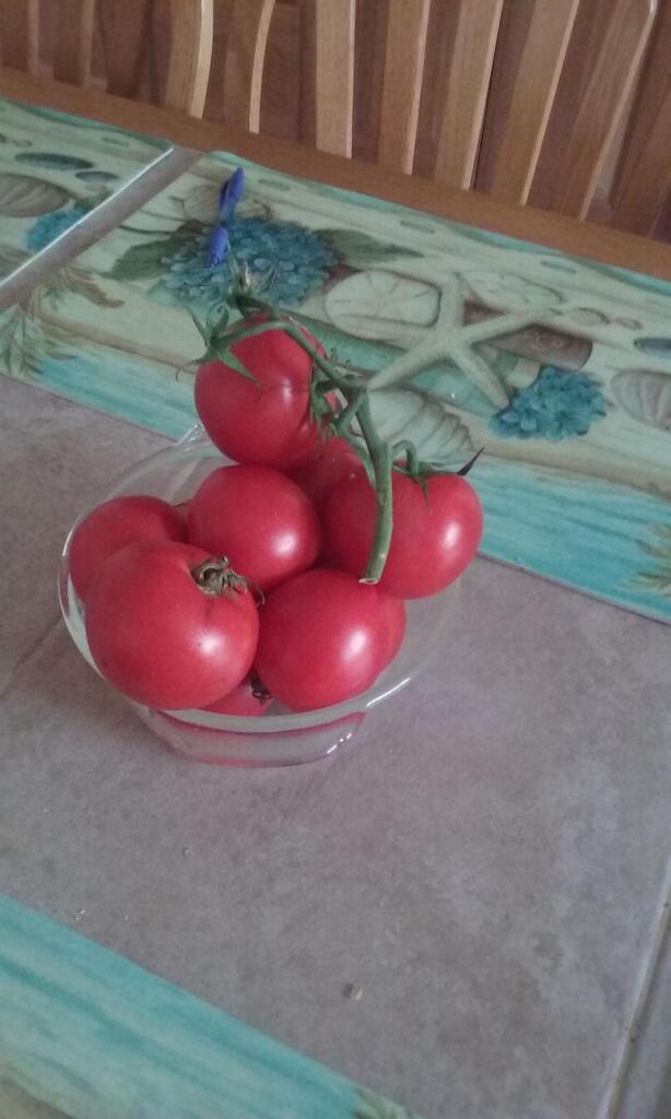 No description provided for: /2016/07-09/0805-joann-tomatos/photo01.html