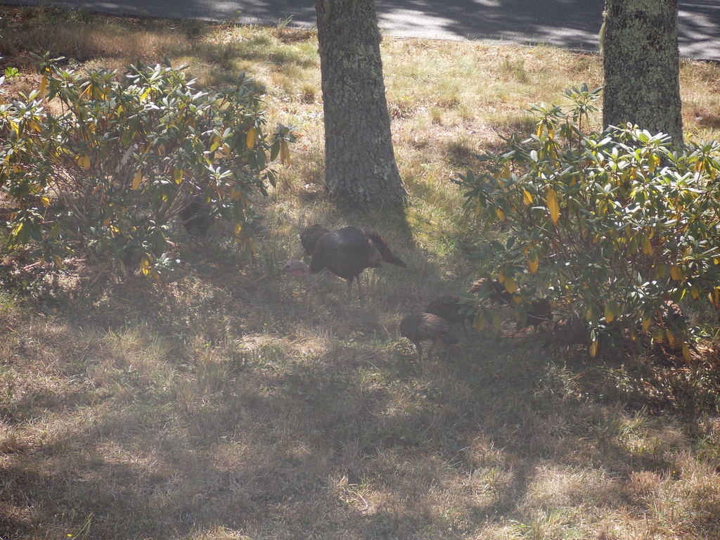 No description provided for: /2016/07-09/0819-baby-turkeys/photo02.html