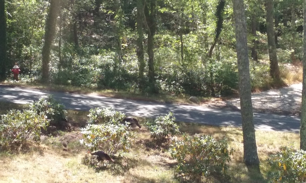 No description provided for: /2016/07-09/0819-baby-turkeys/photo04.html