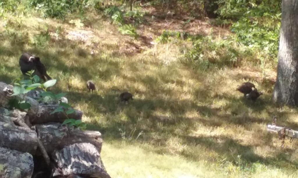 No description provided for: /2016/07-09/0819-baby-turkeys/photo05.html