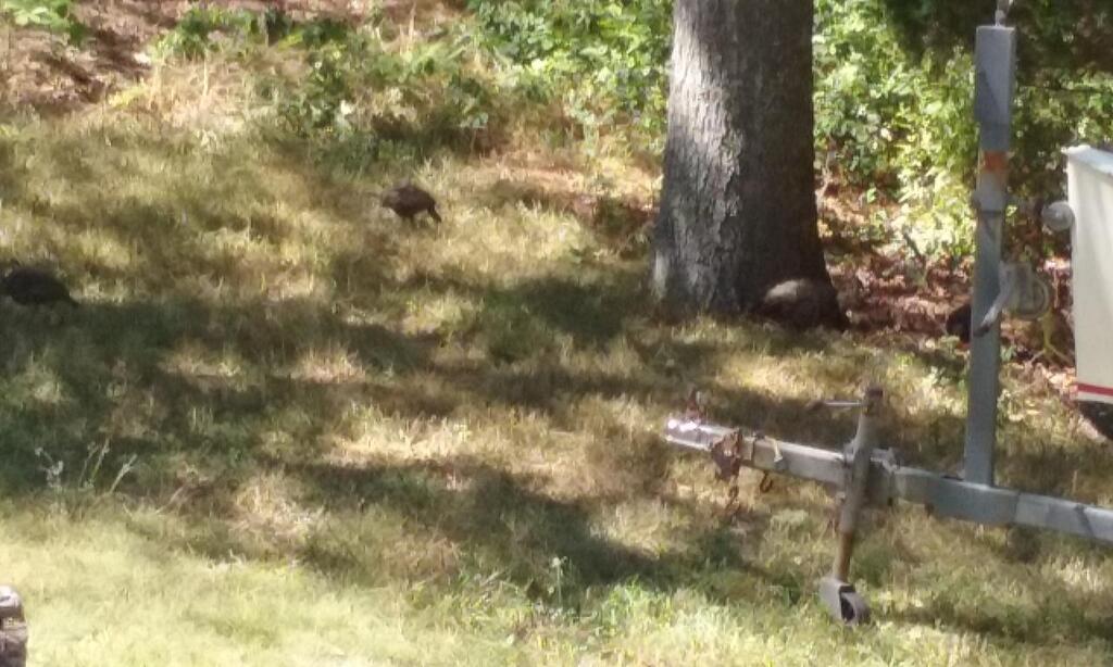 No description provided for: /2016/07-09/0819-baby-turkeys/photo06.html