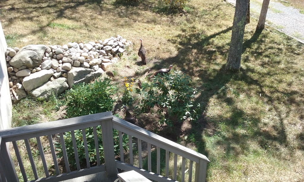 No description provided for: /2016/07-09/0819-baby-turkeys/photo07.html