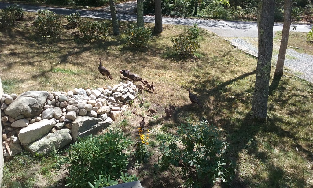 No description provided for: /2016/07-09/0819-baby-turkeys/photo08.html