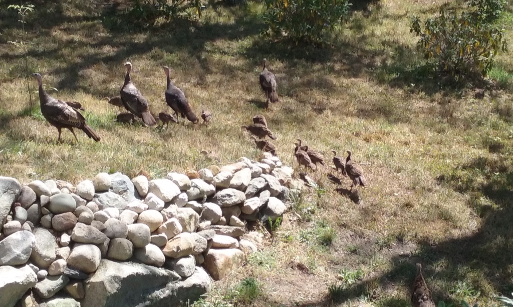 No description provided for: /2016/07-09/0819-baby-turkeys/photo09.html