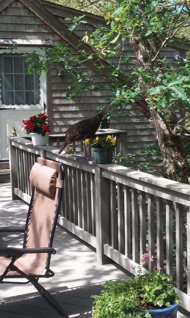 No description provided for: /2016/07-09/0821-more-turkeys/photo01.html