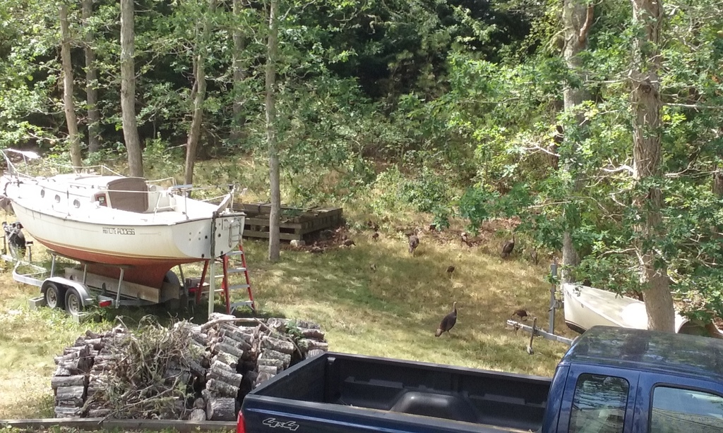 No description provided for: /2016/07-09/0821-more-turkeys/photo02.html