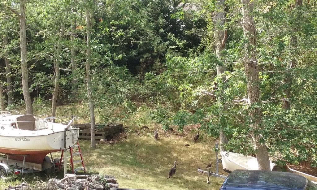 No description provided for: /2016/07-09/0821-more-turkeys/photo03.html