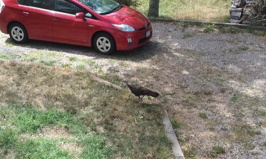 No description provided for: /2016/07-09/0821-more-turkeys/photo04.html