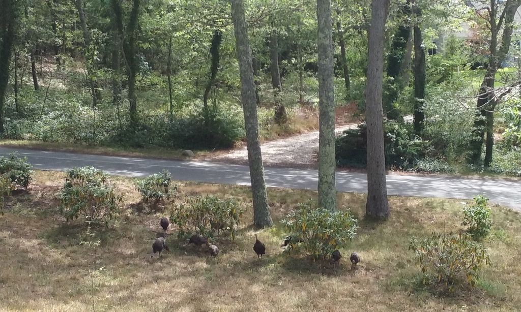 No description provided for: /2016/07-09/0821-more-turkeys/photo06.html