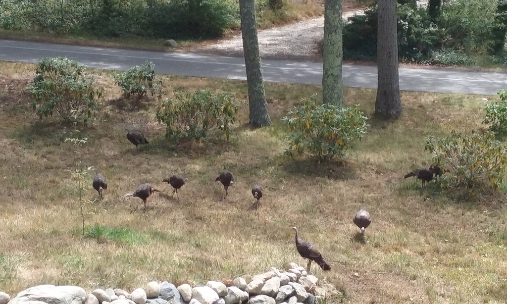 No description provided for: /2016/07-09/0821-more-turkeys/photo07.html