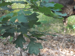 Image file: photo11.jpg