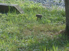 Image file: photo29.jpg