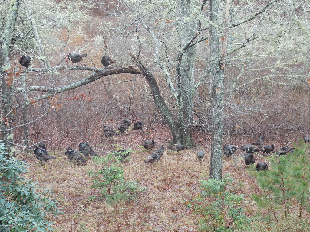 No description provided for: /2017/01-03/0104-turkey-flock/photo01.html