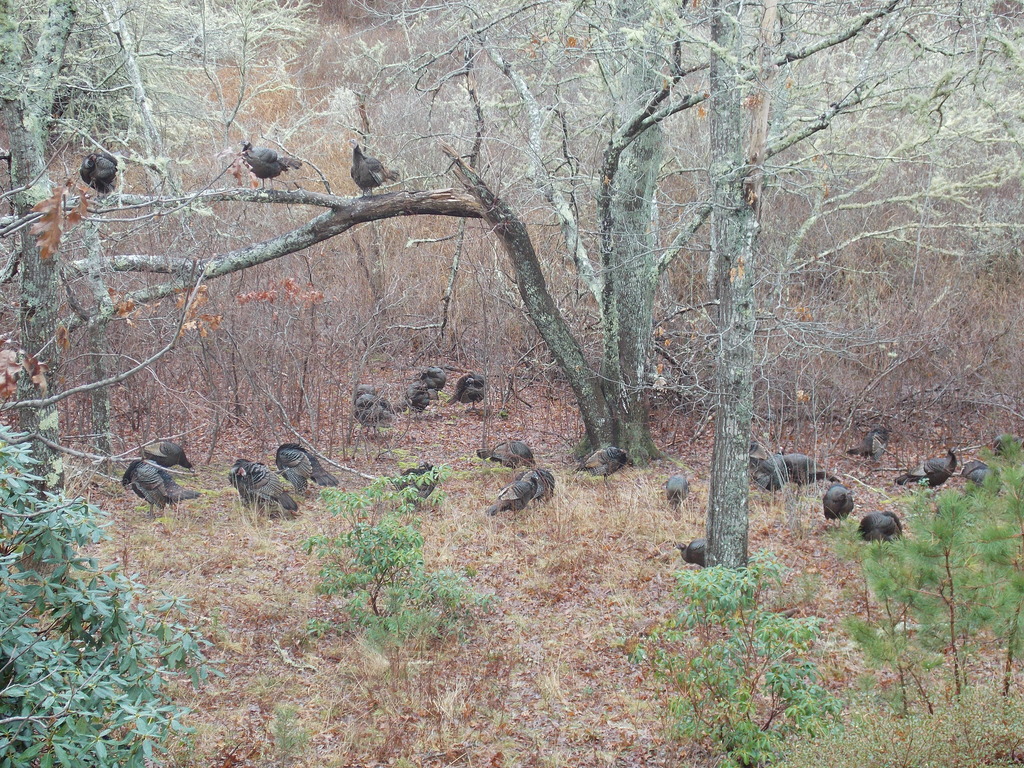 No description provided for: /2017/01-03/0104-turkey-flock/photo02.html