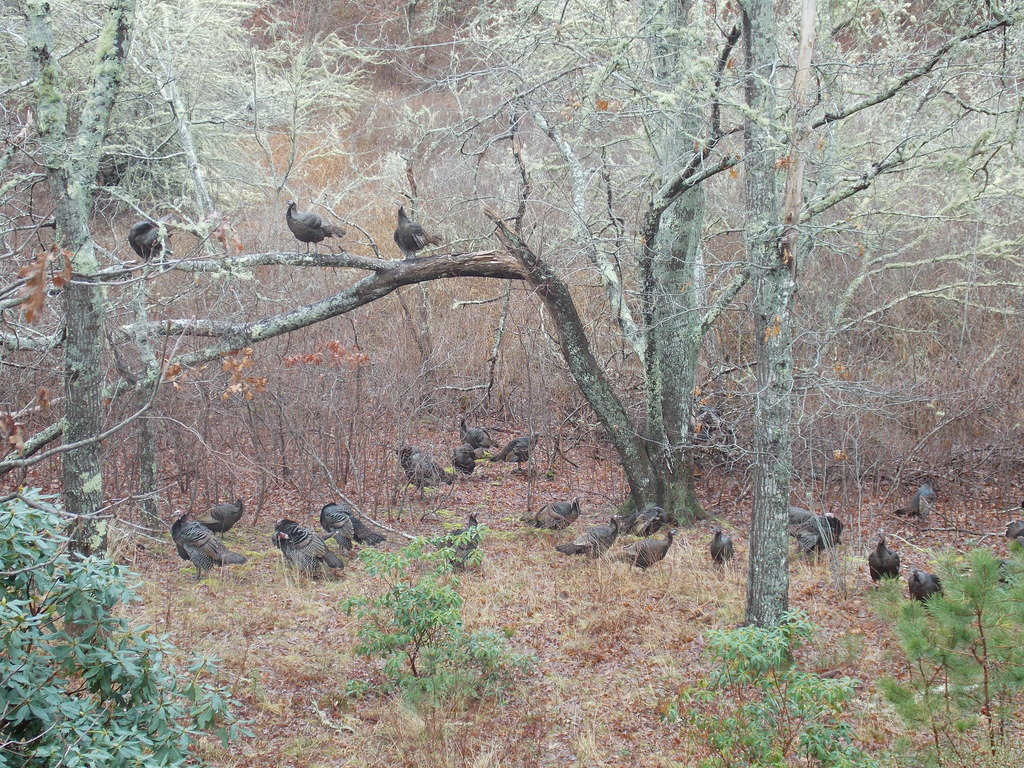 No description provided for: /2017/01-03/0104-turkey-flock/photo03.html