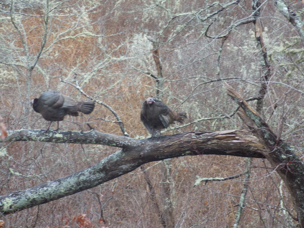 No description provided for: /2017/01-03/0104-turkey-flock/photo04.html