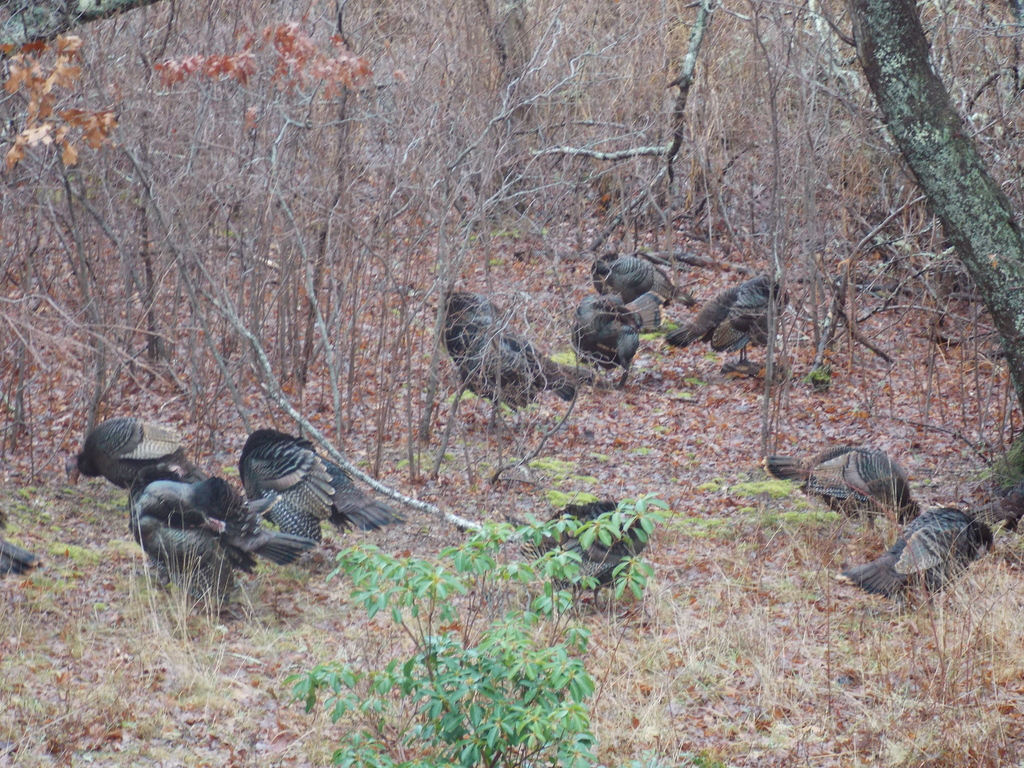 No description provided for: /2017/01-03/0104-turkey-flock/photo05.html