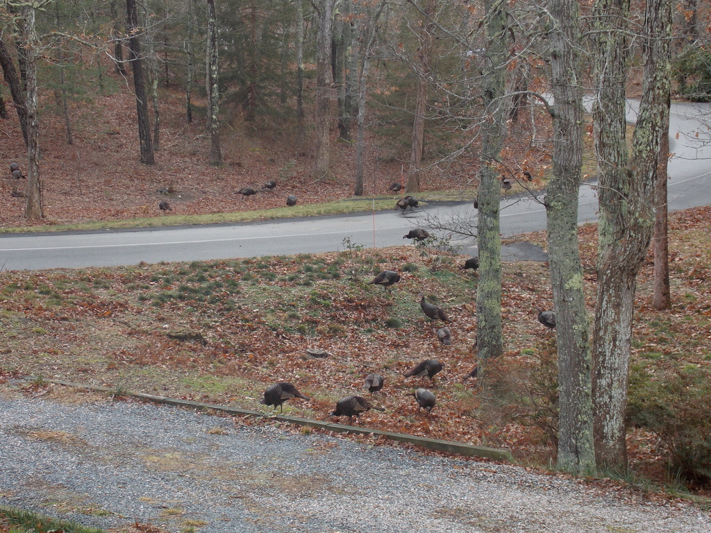 No description provided for: /2017/01-03/0104-turkey-flock/photo09.html