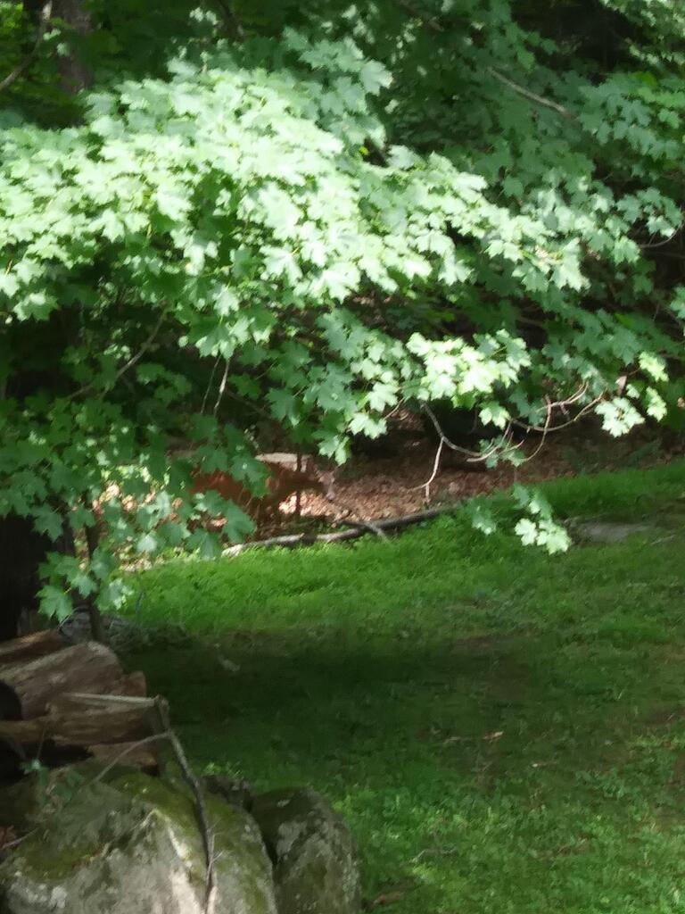 No description provided for: /2017/04-06/0623-deer-at-riverford/photo01.html