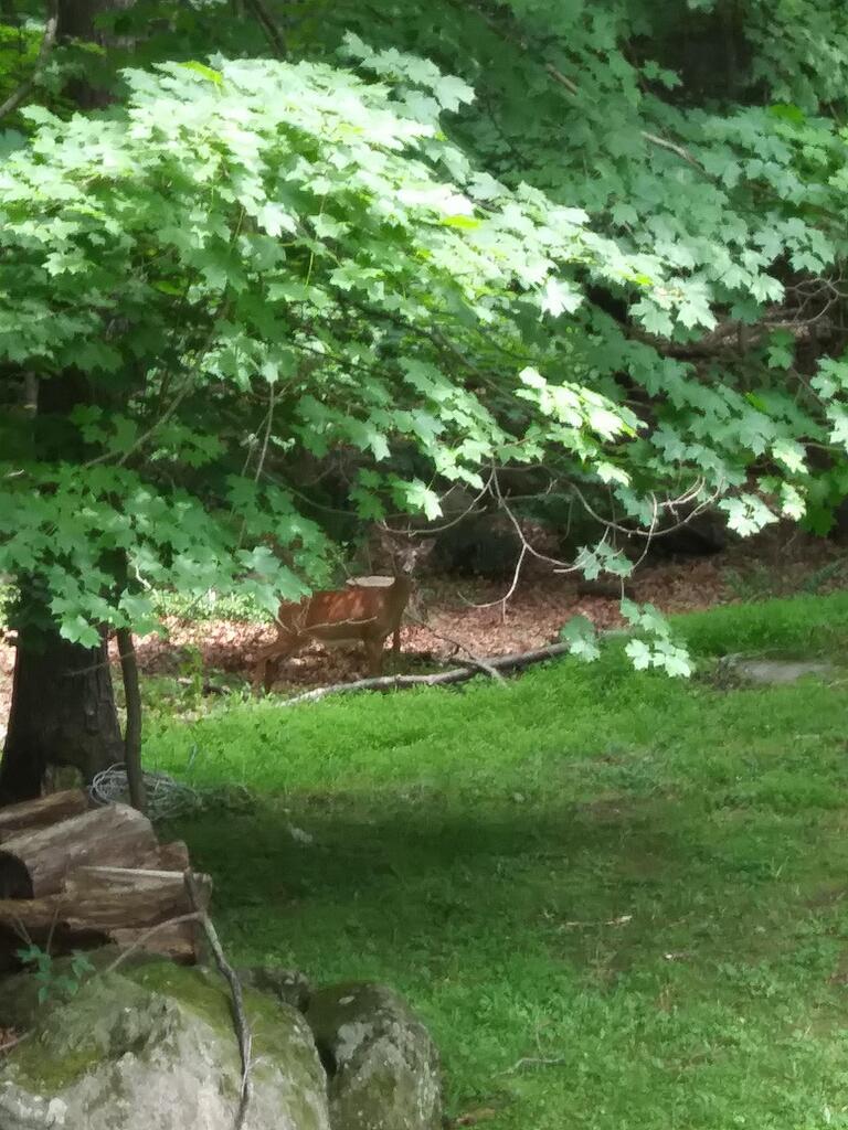 No description provided for: /2017/04-06/0623-deer-at-riverford/photo02.html