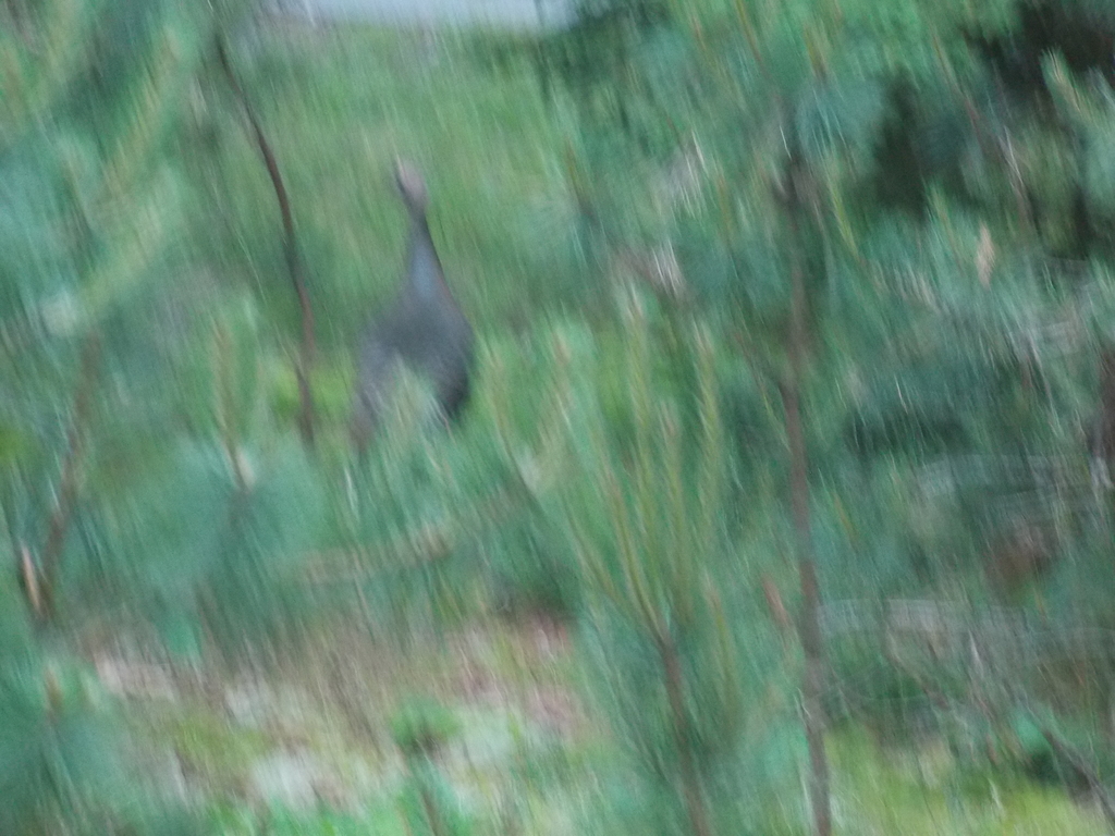 No description provided for: /2017/07-09/0714-baby-turkeys/_1/photo01.html