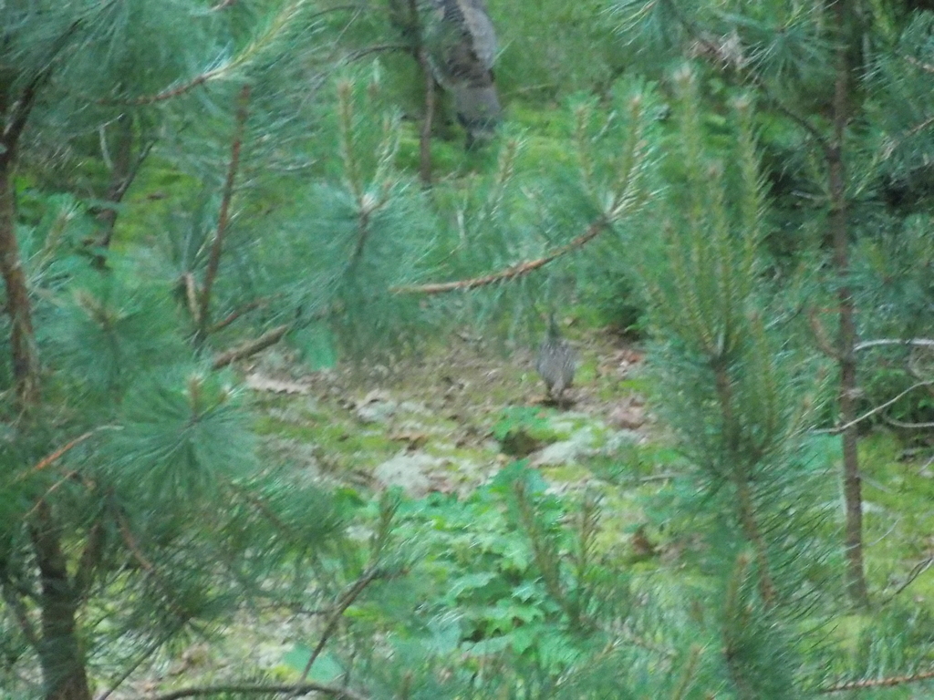 No description provided for: /2017/07-09/0714-baby-turkeys/_1/photo02.html