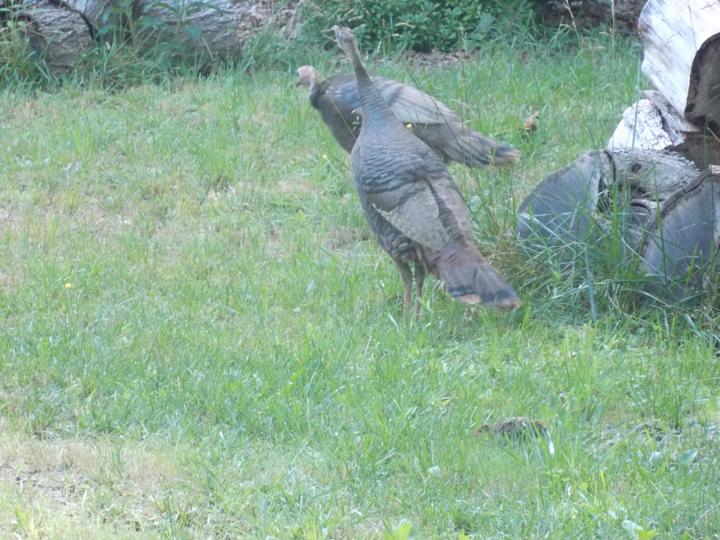 No description provided for: /2017/07-09/0714-baby-turkeys/_1/photo04.html