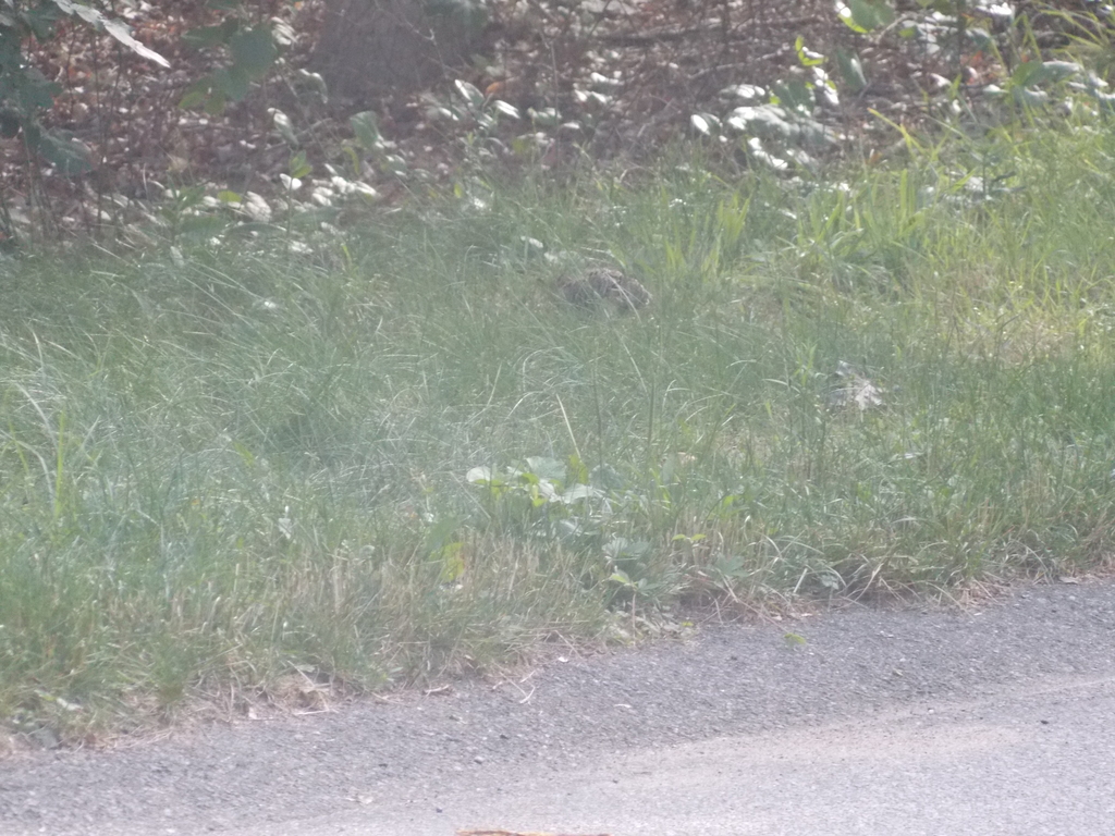 No description provided for: /2017/07-09/0714-baby-turkeys/_1/photo06.html