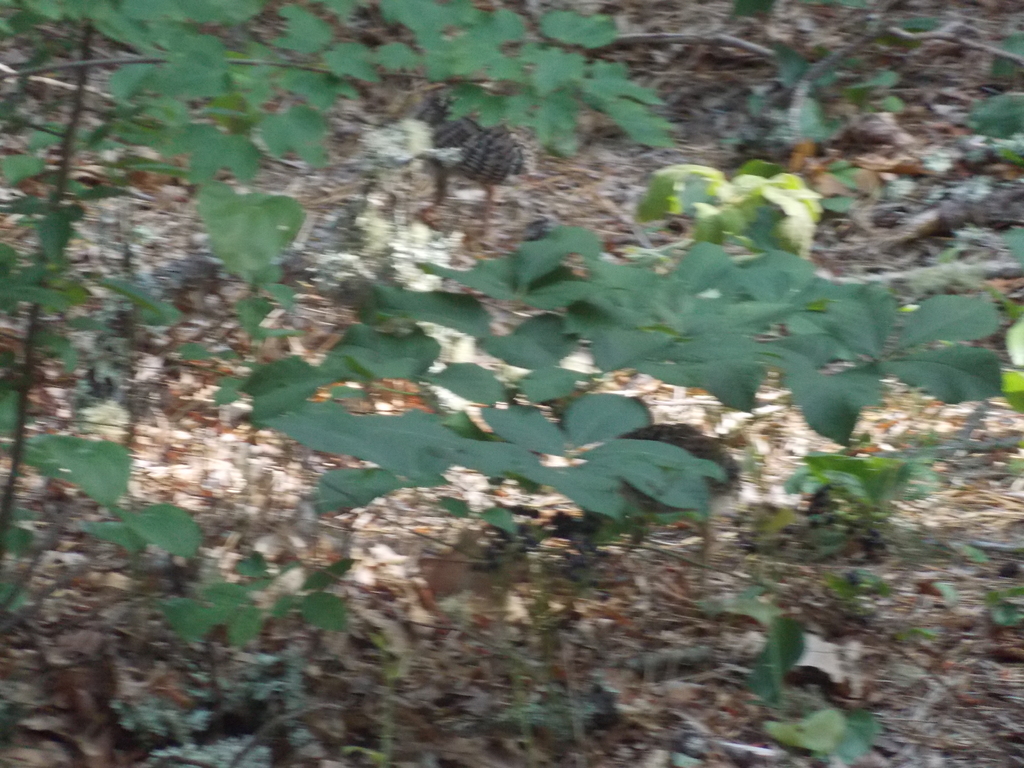 No description provided for: /2017/07-09/0714-baby-turkeys/_1/photo08.html