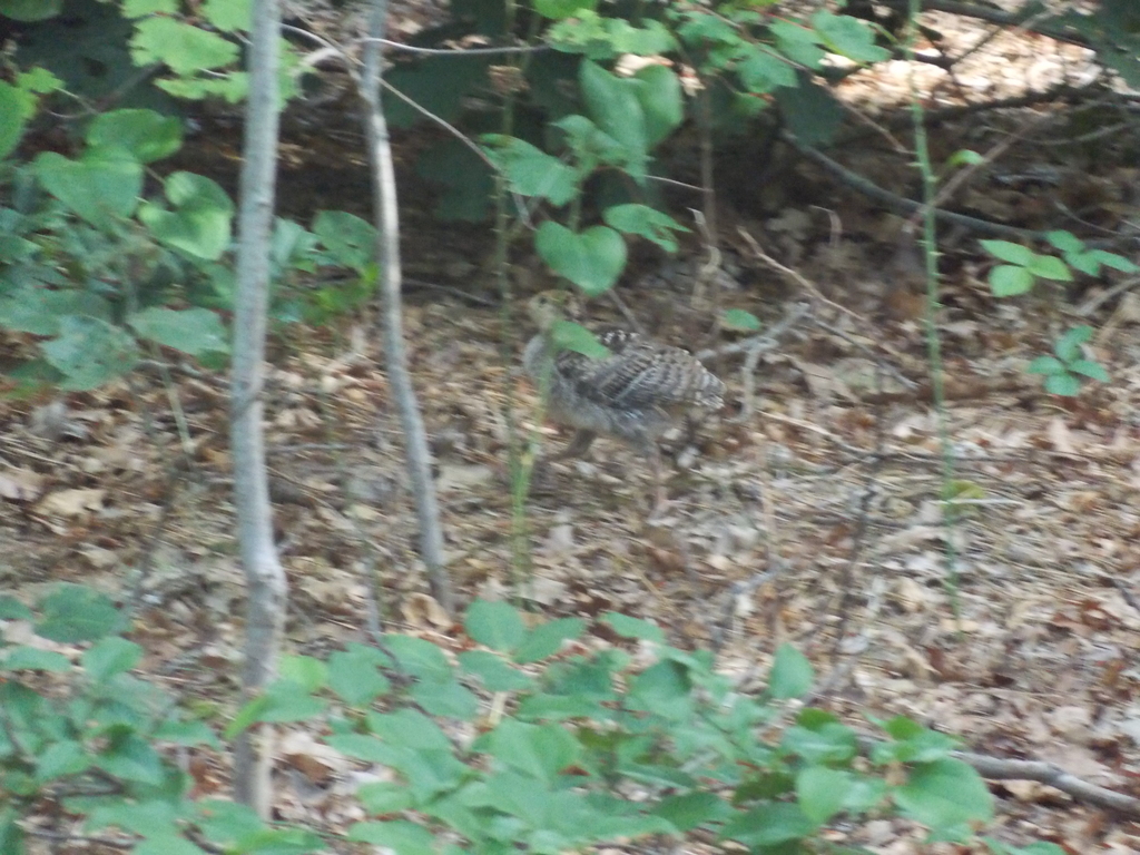 No description provided for: /2017/07-09/0714-baby-turkeys/_1/photo09.html