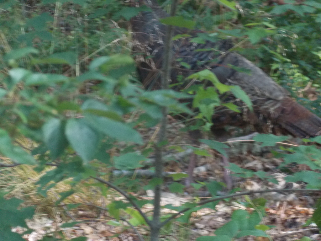 No description provided for: /2017/07-09/0714-baby-turkeys/_1/photo10.html